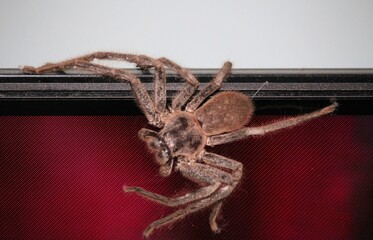 Leishmann's Huntsman Spider (Isopeda leishmanni) on television inside South Australian home