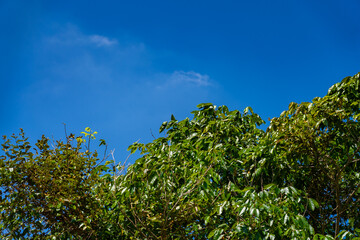 Foliage of trees leaves with blue sky nature background
