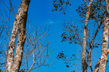 Foliage of trees leaves with blue sky nature background