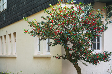 Obraz premium Blooming Holly tree with red berries near a building, Germany