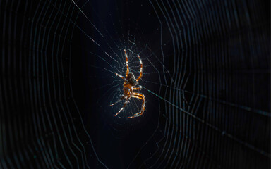 The spider has prepared its web and is waiting for its prey