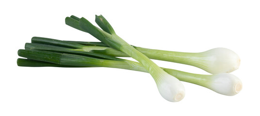 fresh spring onions cut out isolated transparent background