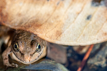 frog looking out from under fallen autumn leaves