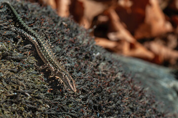 The lizard sunbathes in its natural environment, taking care of its protection and in harmony with the brown algae..
