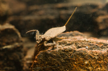 Water scorpion (Nepa cinerea). Predatory aquatic bug in the family Nepidae, with caudal process that acts as breathing tube. Sardinia, Italy