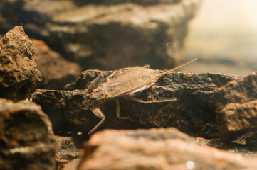 Water scorpion (Nepa cinerea). Predatory aquatic bug in the family Nepidae, with caudal process that acts as breathing tube. Sardinia, Italy