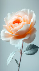 Peach Rose with Green Leaves on Gray Background