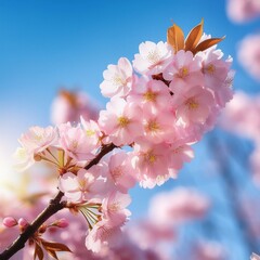 Obraz premium A close-up view of a blooming cherry blossom branch against a soft blue sky. The delicate pink flowers are illuminated by gentle sunlight, creating a peaceful and uplifting scene.
