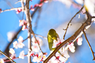梅の花とメジロ