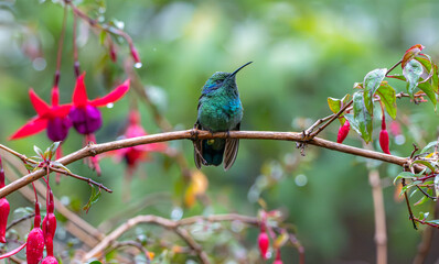 Mexican violetear hummingbird perched on a branch in a garden, brightly colored flowers in the...