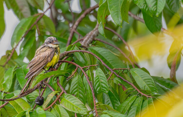 Gray-capped flycatcher, its feathers wet from rain, perched in a tree.