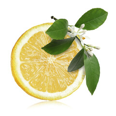 Juicy lemon and citrus plant branch isolated on white