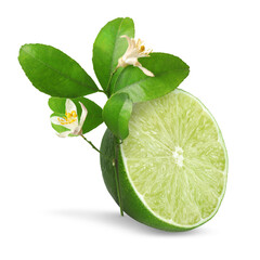 Juicy lime half and citrus plant branch isolated on white