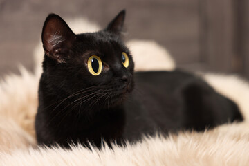 Cute black cat with big eyes lying on rug, closeup. Adorable pet