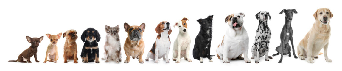 Fototapeta premium Row of different dogs from smallest to largest on white background, collage