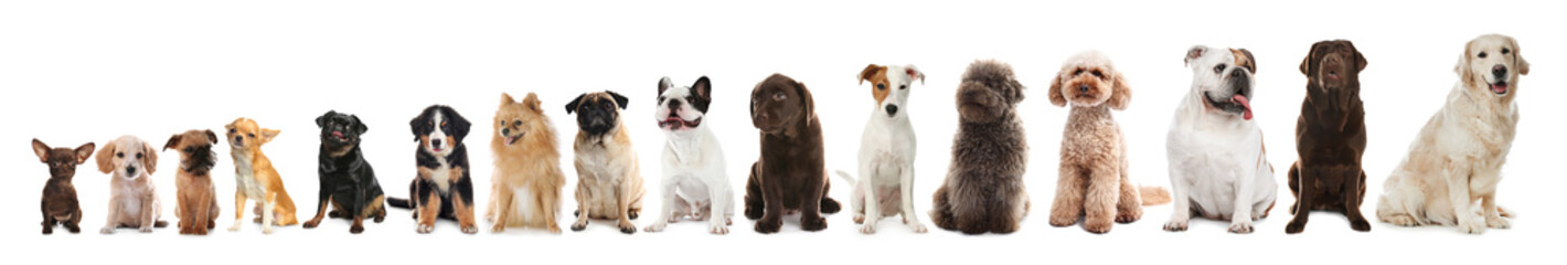 Row of different dogs from smallest to largest on white background, collage