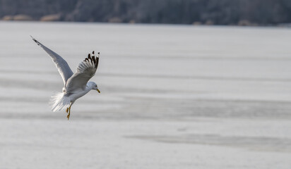 Ring-billed gull flying over a frozen lake in winter.