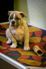 American Bully Family