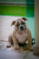 American Bully Family