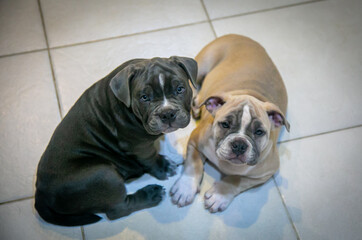 American Bully Family