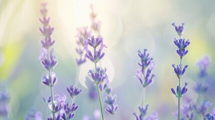 Naklejka premium Delicate Lavender Flowers Glowing in Soft Light with a Dreamy Background Creating an Ethereal Atmosphere of Serenity and Calmness in Nature's Beauty