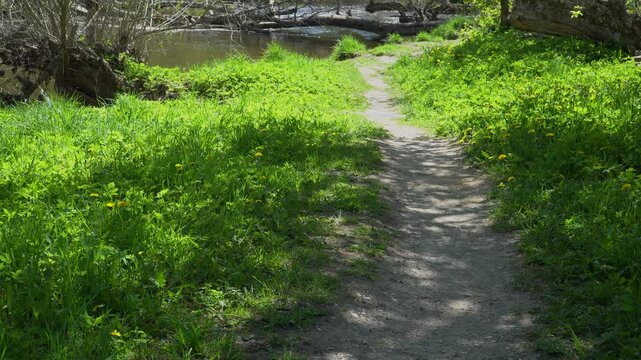 A narrow dirt path winds through vibrant green grass and wildflowers, leading to a tranquil river bordered by fallen trees. Sunlight filters through the foliage, creating a wild, natural scene.