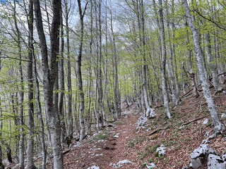 Fototapeta premium Premuzic hiking trail or Premuzic Trail - Velebit Nature Park, Croatia or Premuzic-Wanderweg or Premuzic's Trail (Pješački planinarski put Premužićeva staza - Park prirode Velebit, Hrvatska)