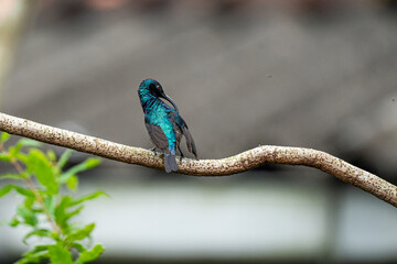 Closeup of a Male Purple Sunbird.
