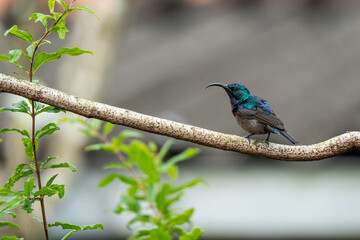 Closeup of a Male Purple Sunbird.
