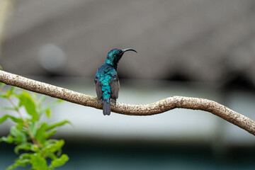 Obraz premium Closeup of a Male Purple Sunbird. 
