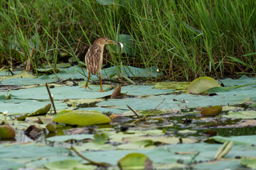 Yellow Bittern fishing in the wild
