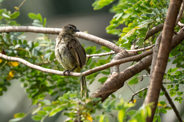 Wet White-browed bulbul sitting on branch