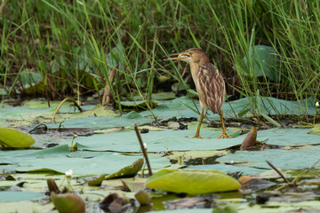 Yellow Bittern fishing in the wild