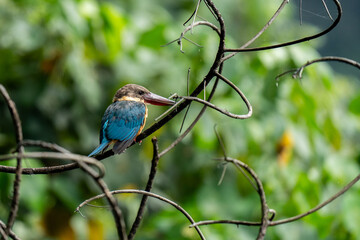 stork-billed kingfisher is on the branch