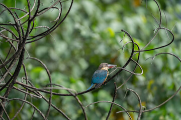 stork-billed kingfisher is on the branch