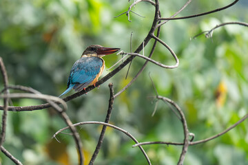 stork-billed kingfisher is on the branch