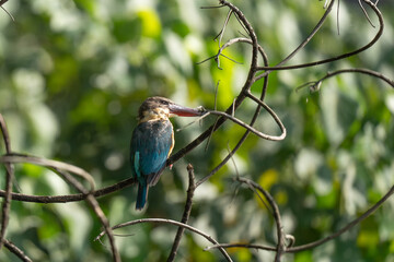 stork-billed kingfisher is on the branch