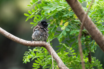 birds living in their natural habitat