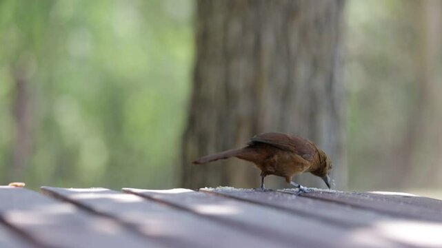 pichones comiendo