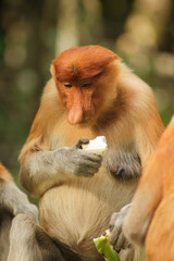 Naklejka premium Proboscis Monkey, Nasalis Larvatus or long-nosed monkey, known as the bekantan 