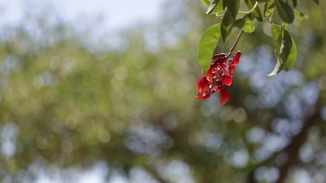flores rojas