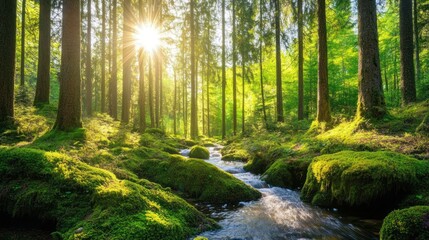 Obraz premium Sunlit stream flows through mossy green forest.