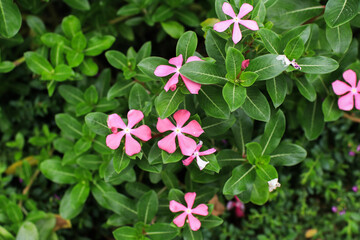 Catharanthus roseus with green leaves in backyard garden. This plant used as an ornamental and medicinal Plant.