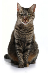 portrait of a beautiful cat on a white background