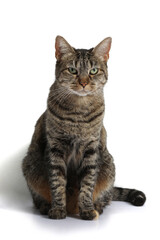 portrait of a beautiful cat on a white background