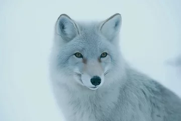 Close-up portrait of an arctic fox (Vulpes vulpes)