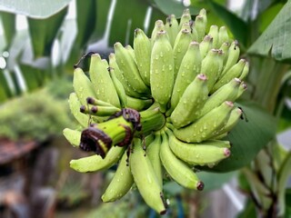 Yogyakarta Indonesia, February 2025 Banana fruits on the tree. Young banana fruit has green skin....