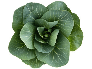 Fototapeta premium A Fresh Green Cabbage Showcases Its Stunning Spiral Pattern and Vibrant Colors, Celebrating Nature's Beauty in a Tightly Packed Head.