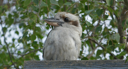 Kookaburra perched on the arm of an outdoor seat & fence.