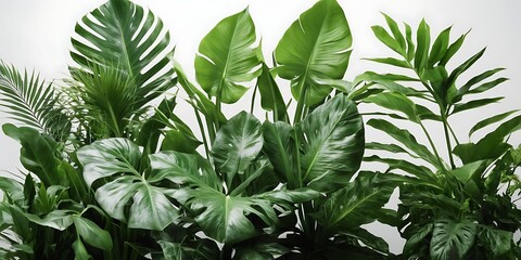 Obraz premium Lush green tropical plants, White background